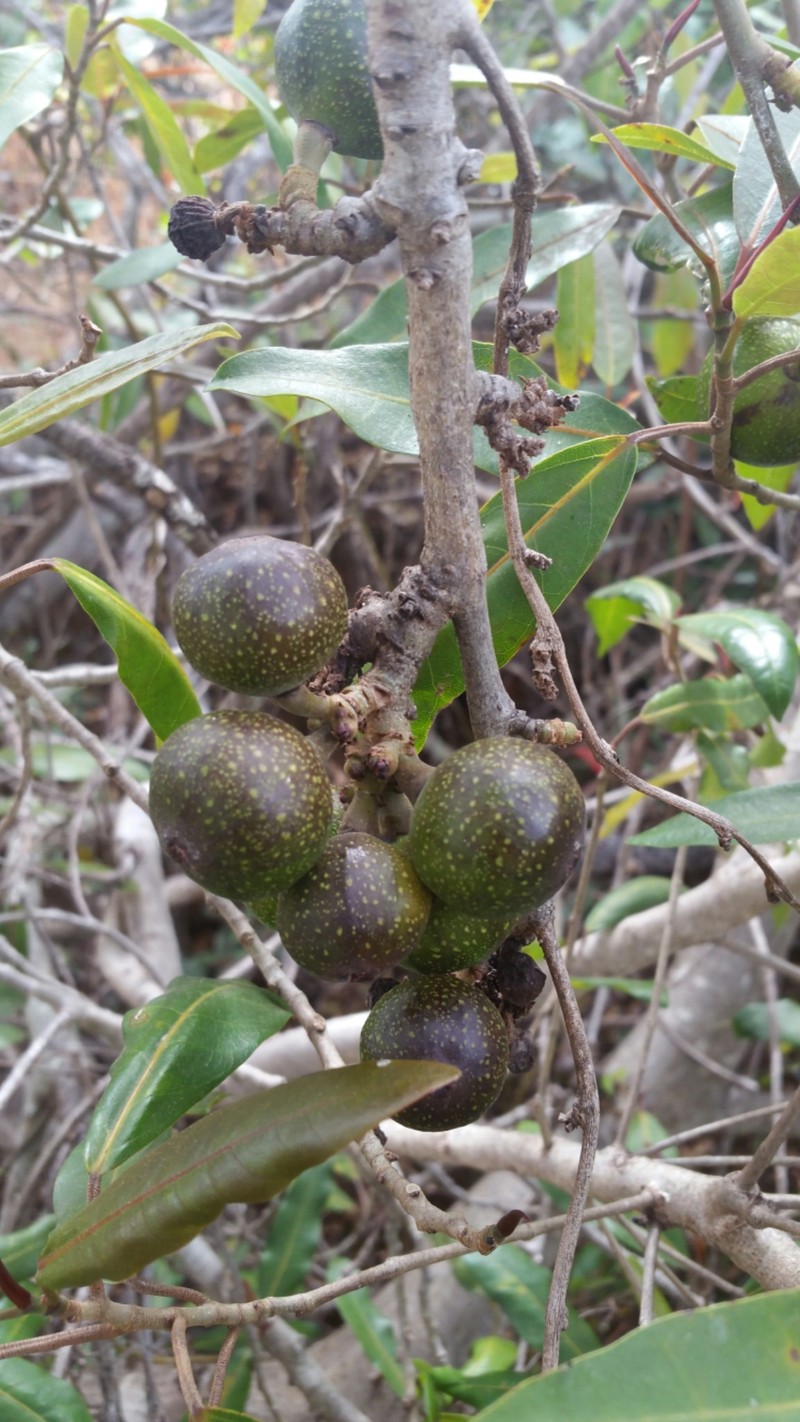 Ficus sarmentosa var. lacrymans photo 2