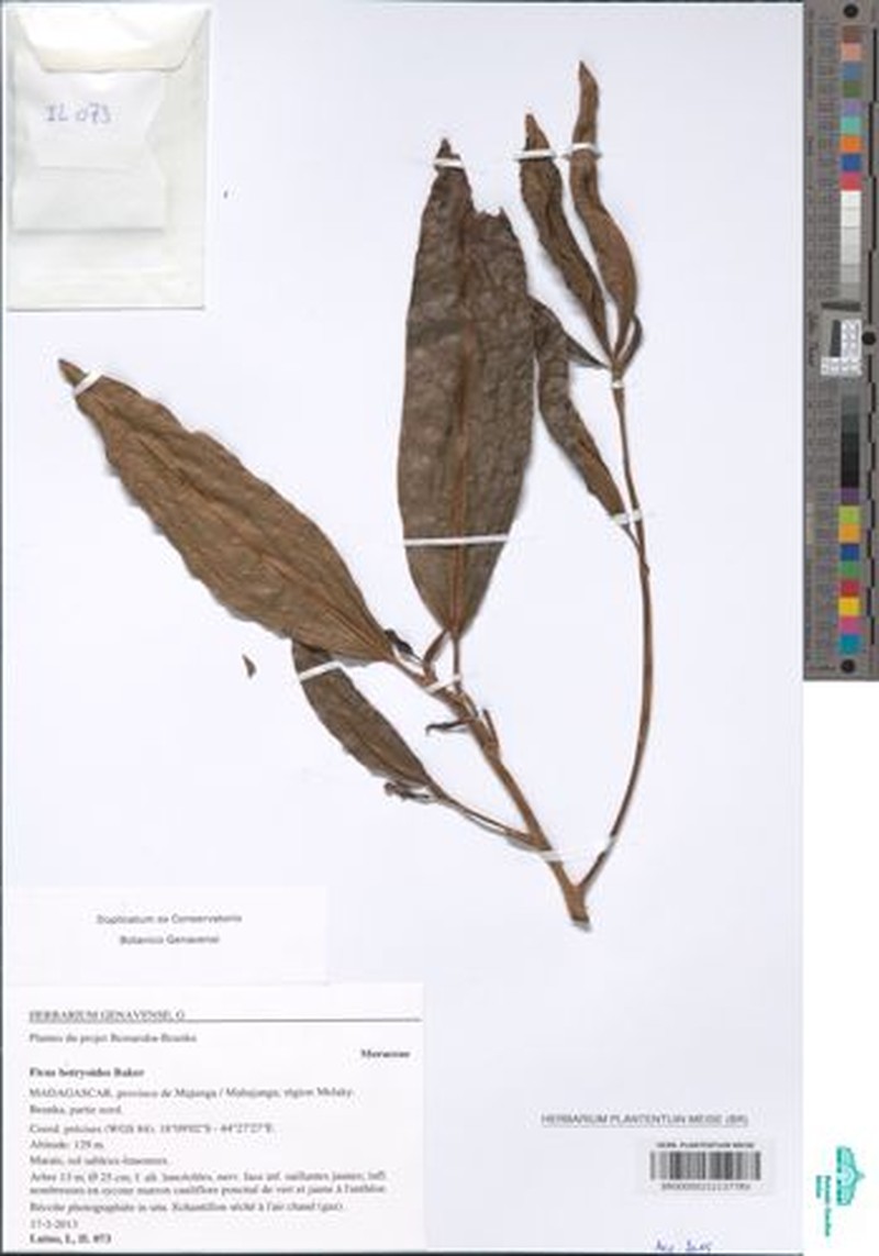 Ficus sarmentosa var. lacrymans photo 3