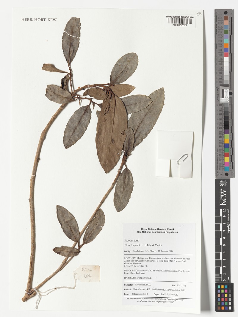Ficus sarmentosa var. lacrymans photo 4