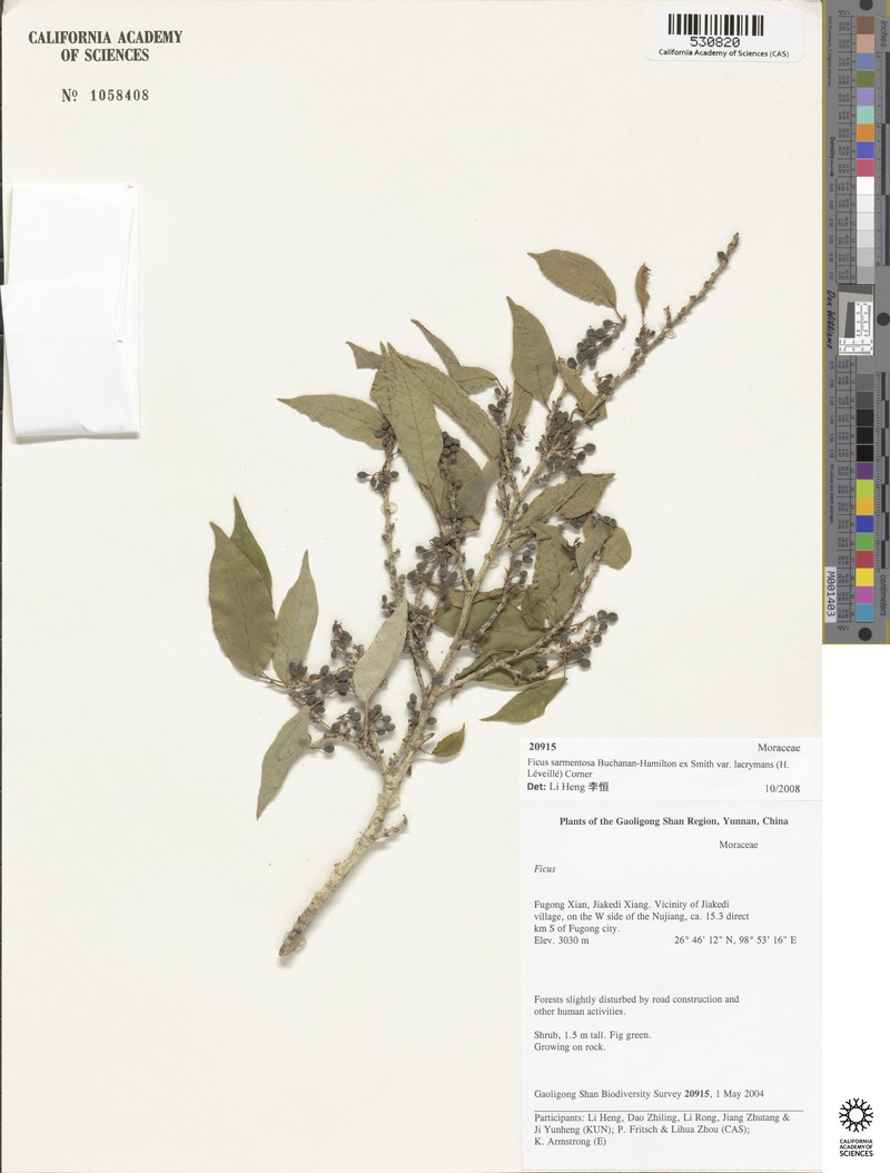 Ficus sarmentosa var. lacrymans photo 5