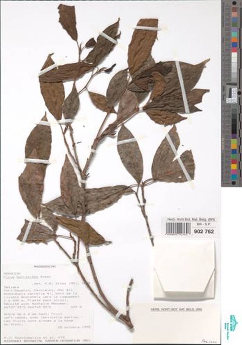 Ficus sarmentosa var. lacrymans photo 6