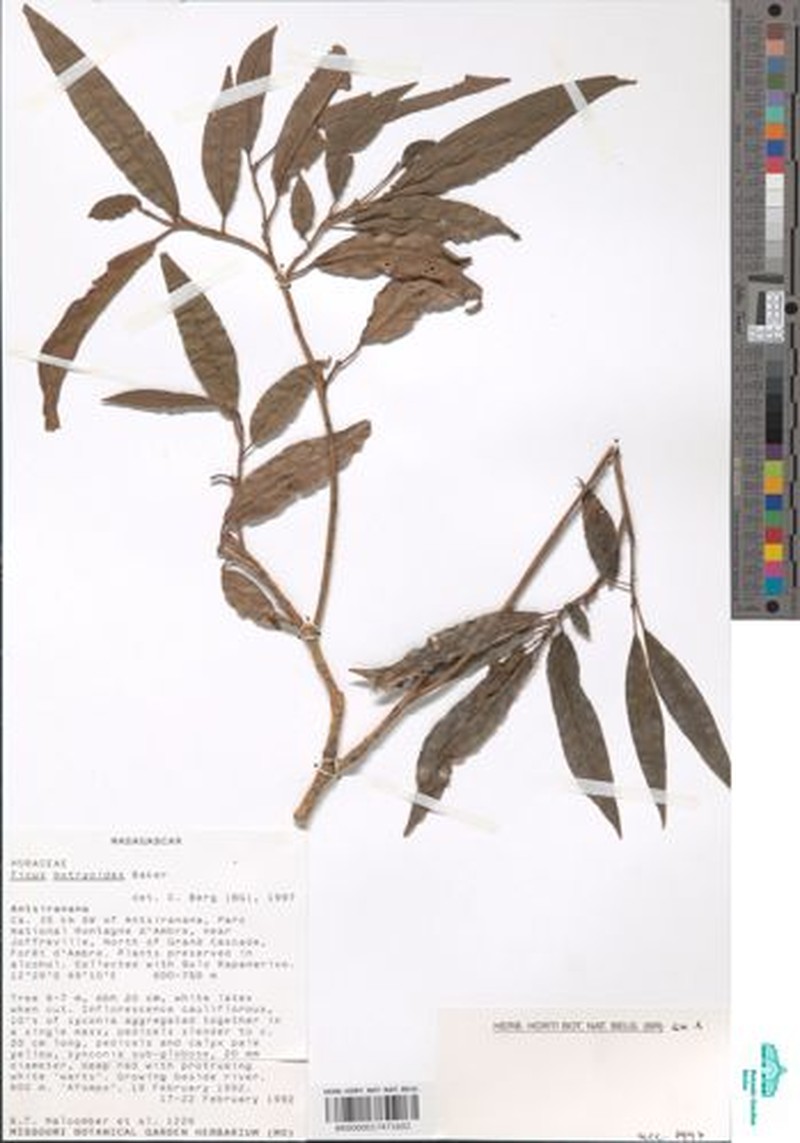 Ficus sarmentosa var. lacrymans photo 7