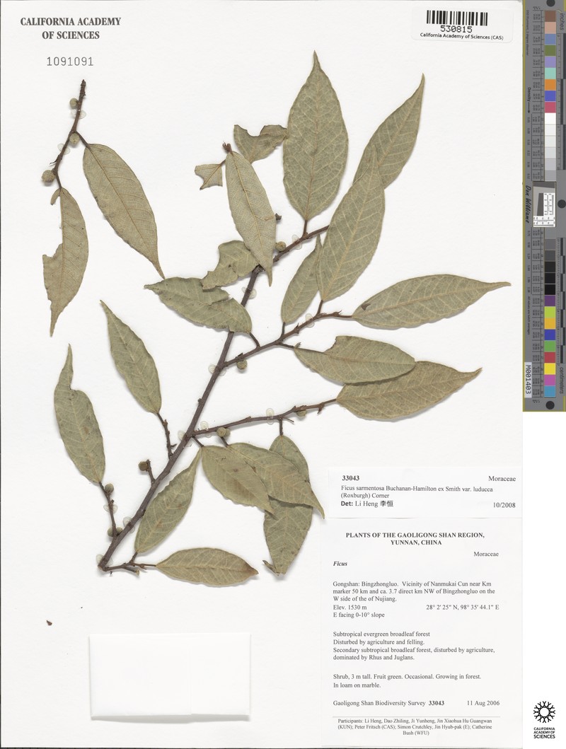 Ficus sarmentosa var. luducca