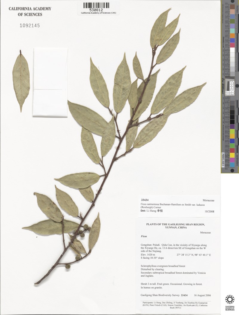Ficus sarmentosa var. luducca photo 2