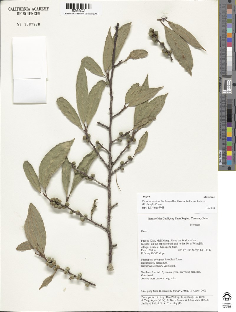 Ficus sarmentosa var. luducca photo 3