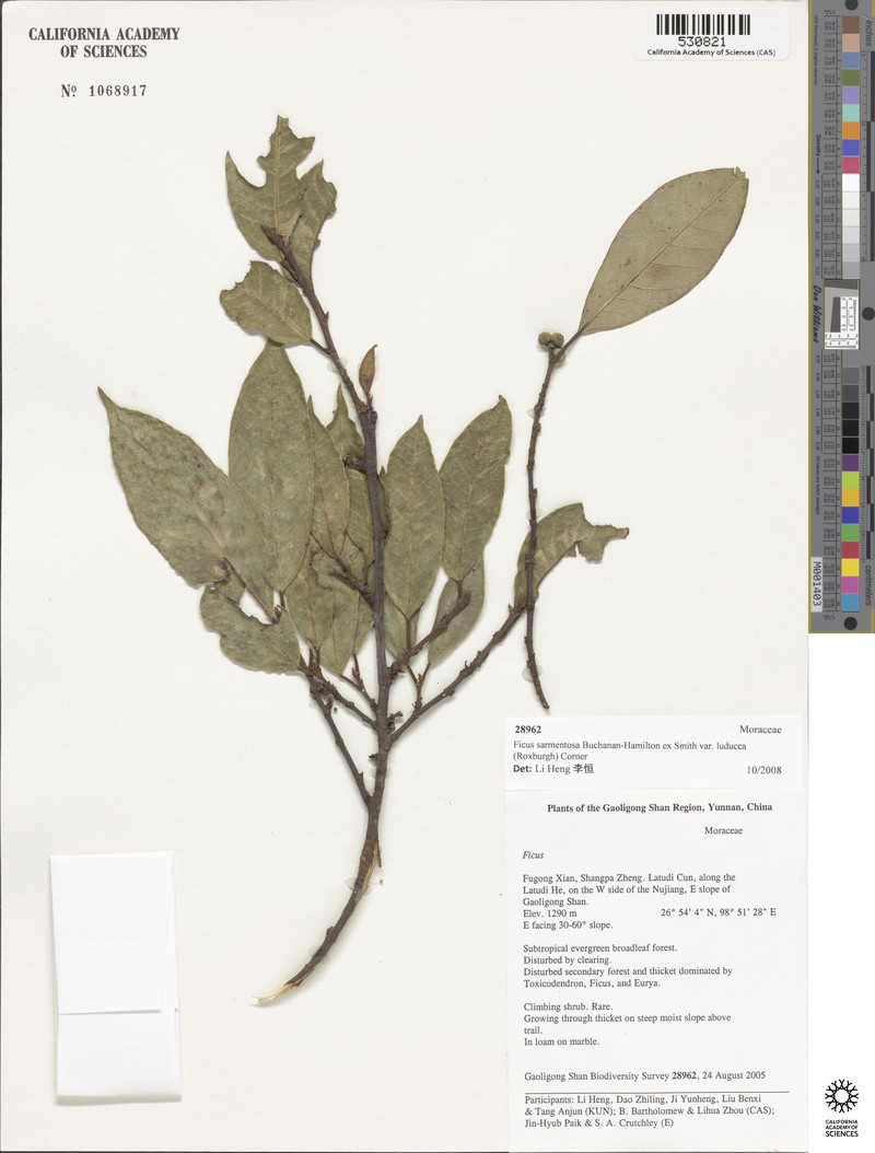 Ficus sarmentosa var. luducca photo 4