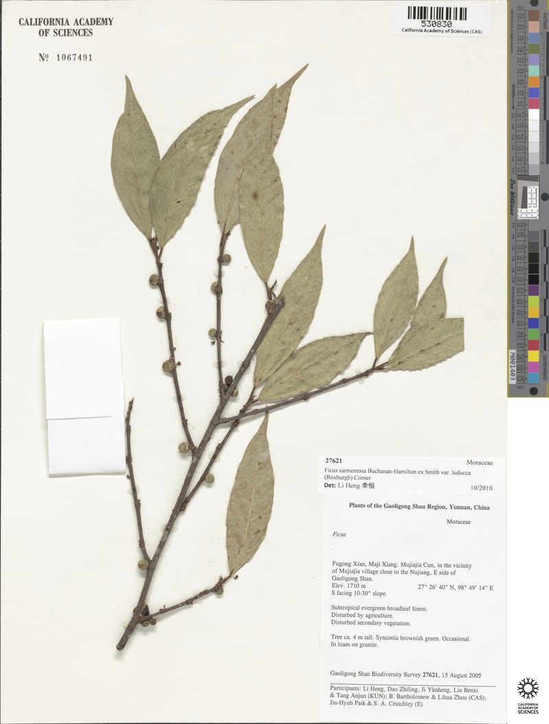 Ficus sarmentosa var. luducca photo 5