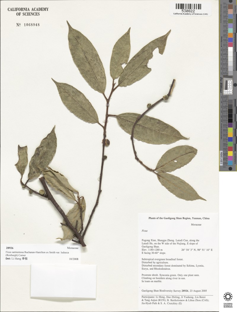 Ficus sarmentosa var. luducca photo 6