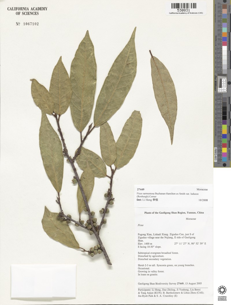 Ficus sarmentosa var. luducca photo 7