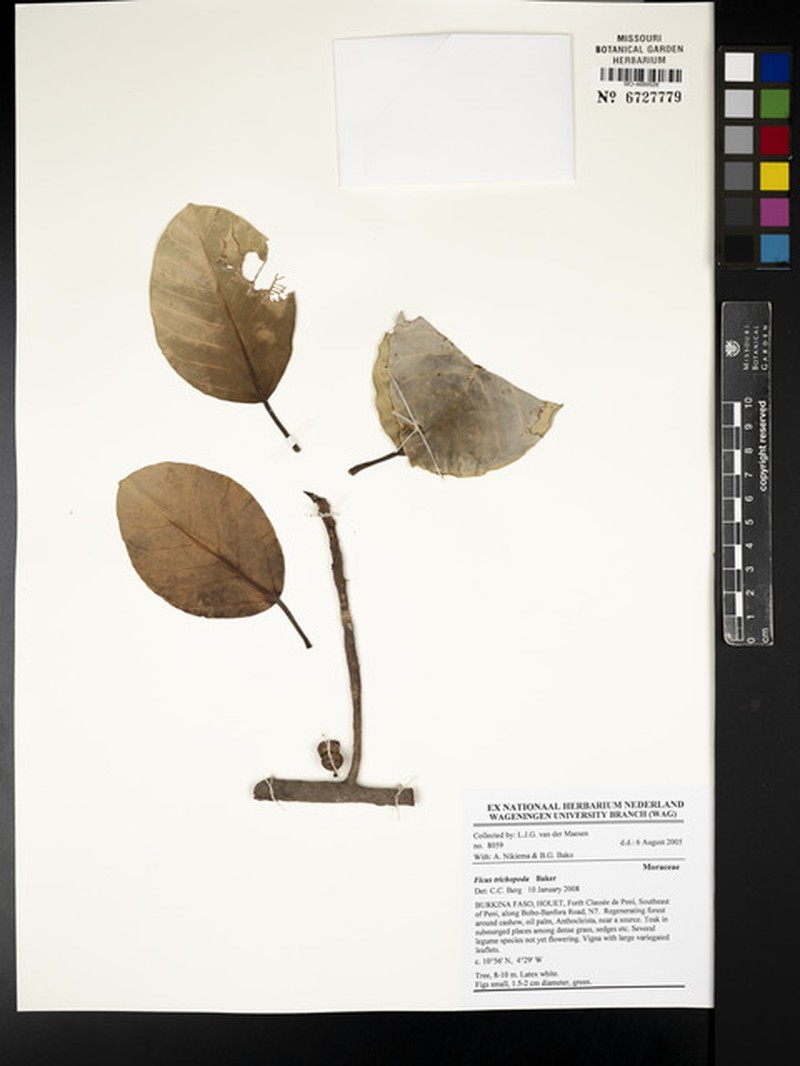 Ficus sarmentosa var. luducca photo 8