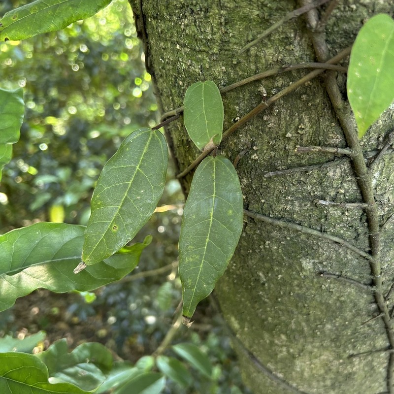 Ficus sarmentosa var. nipponica