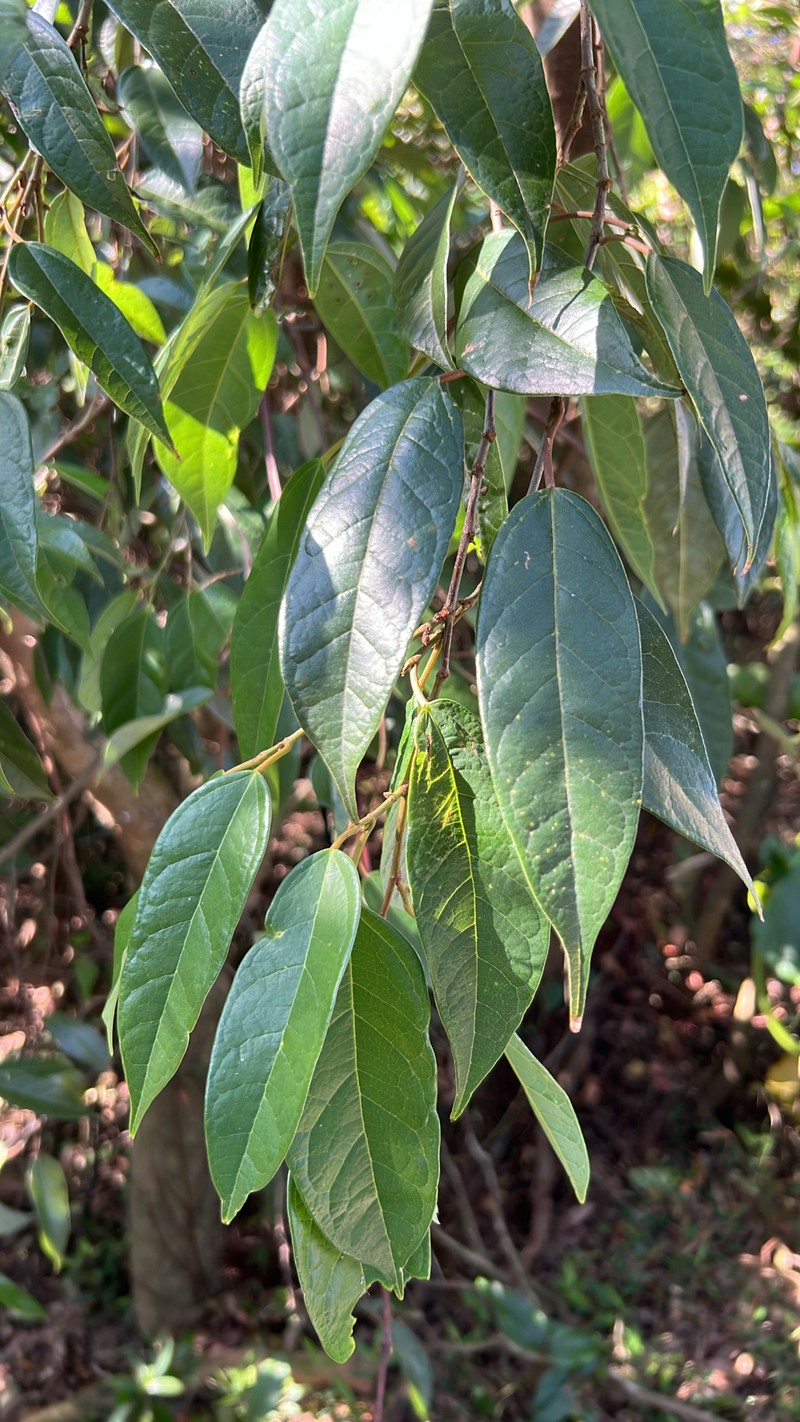 Ficus sarmentosa var. nipponica photo 2