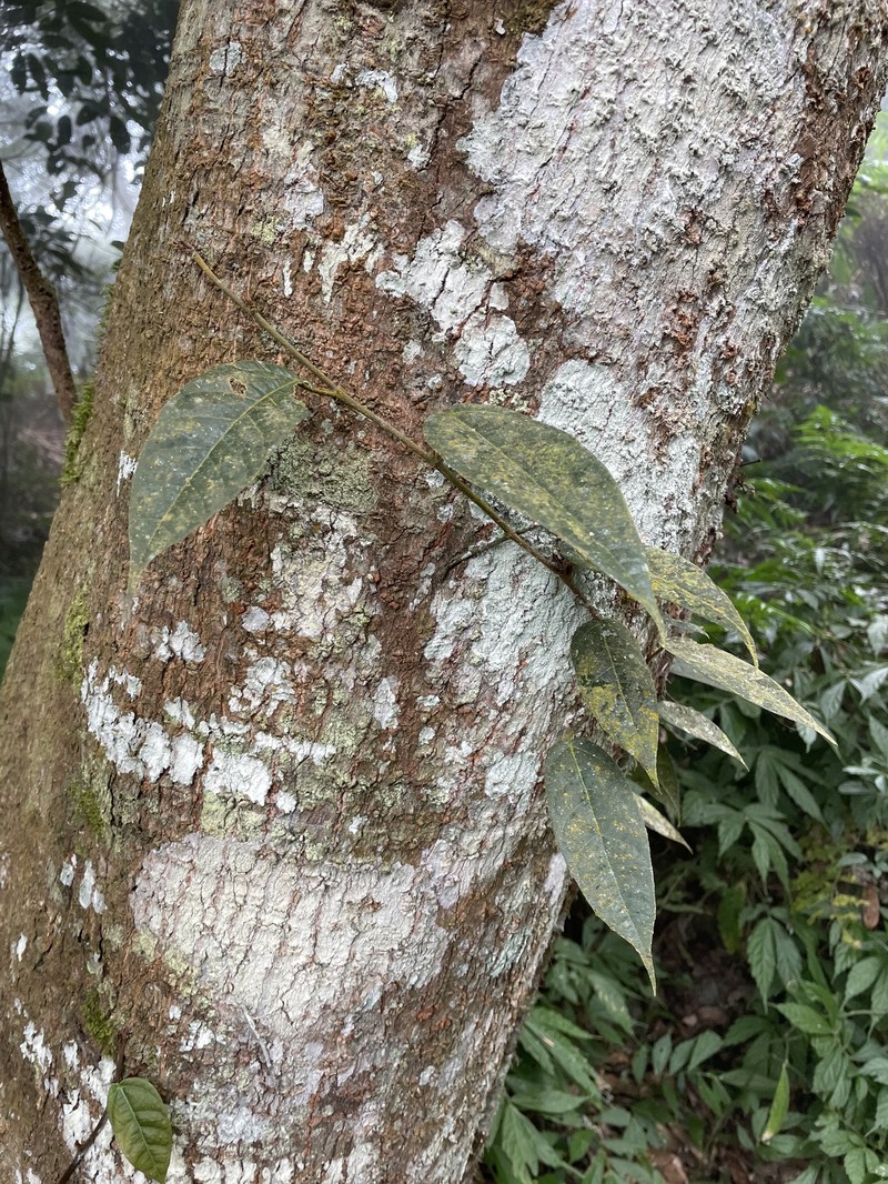 Ficus sarmentosa var. nipponica photo 3
