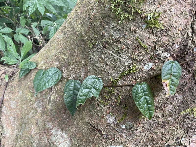 Ficus sarmentosa var. nipponica photo 4