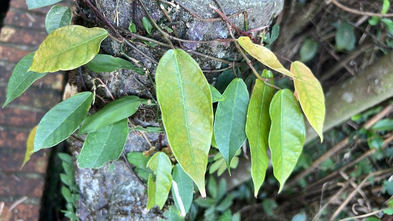 Ficus sarmentosa var. nipponica photo 5