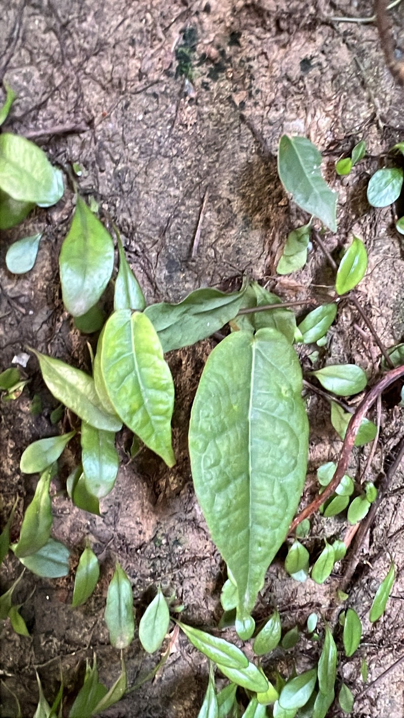 Ficus sarmentosa var. nipponica photo 6