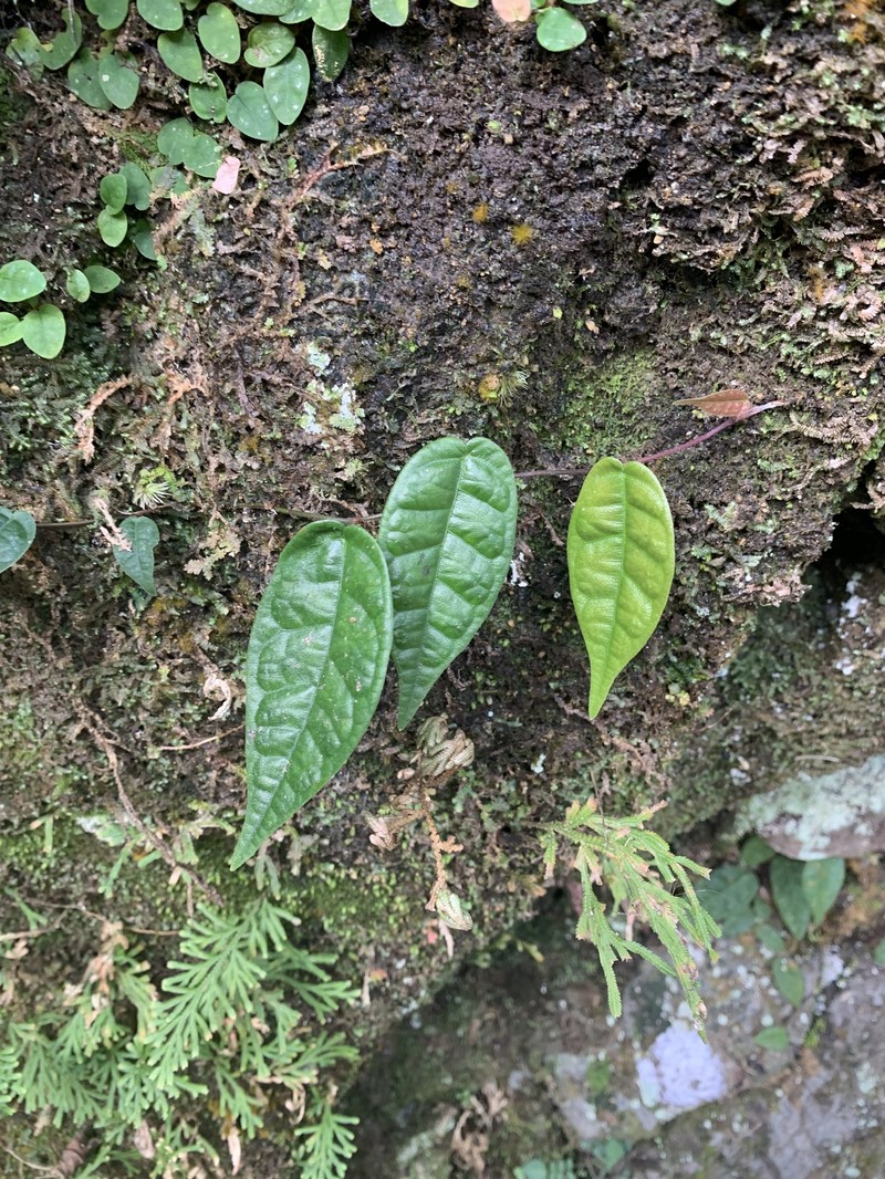 Ficus sarmentosa var. nipponica photo 7