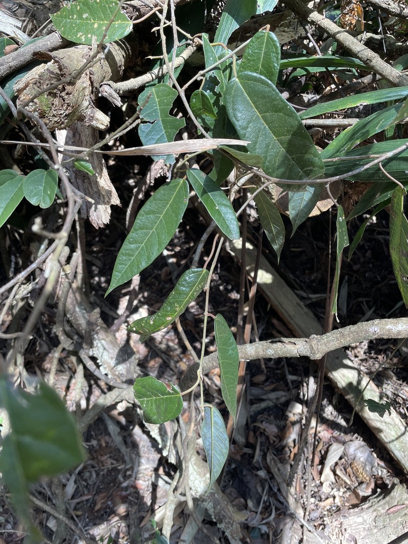Ficus sarmentosa var. nipponica photo 8