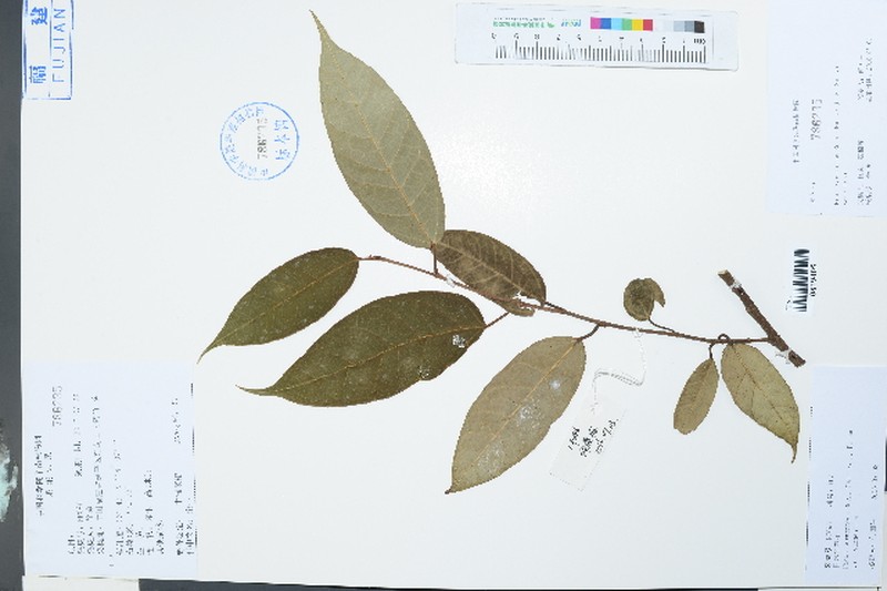 Ficus sarmentosa var. sarmentosa
