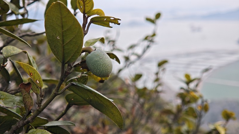 Ficus sarmentosa var. thunbergii