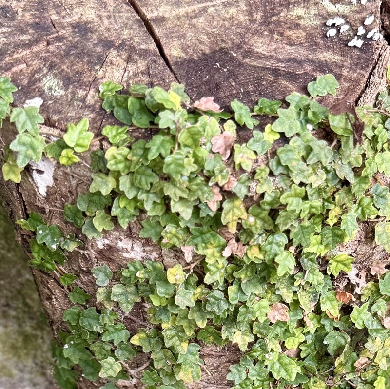 Ficus sarmentosa var. thunbergii photo 2