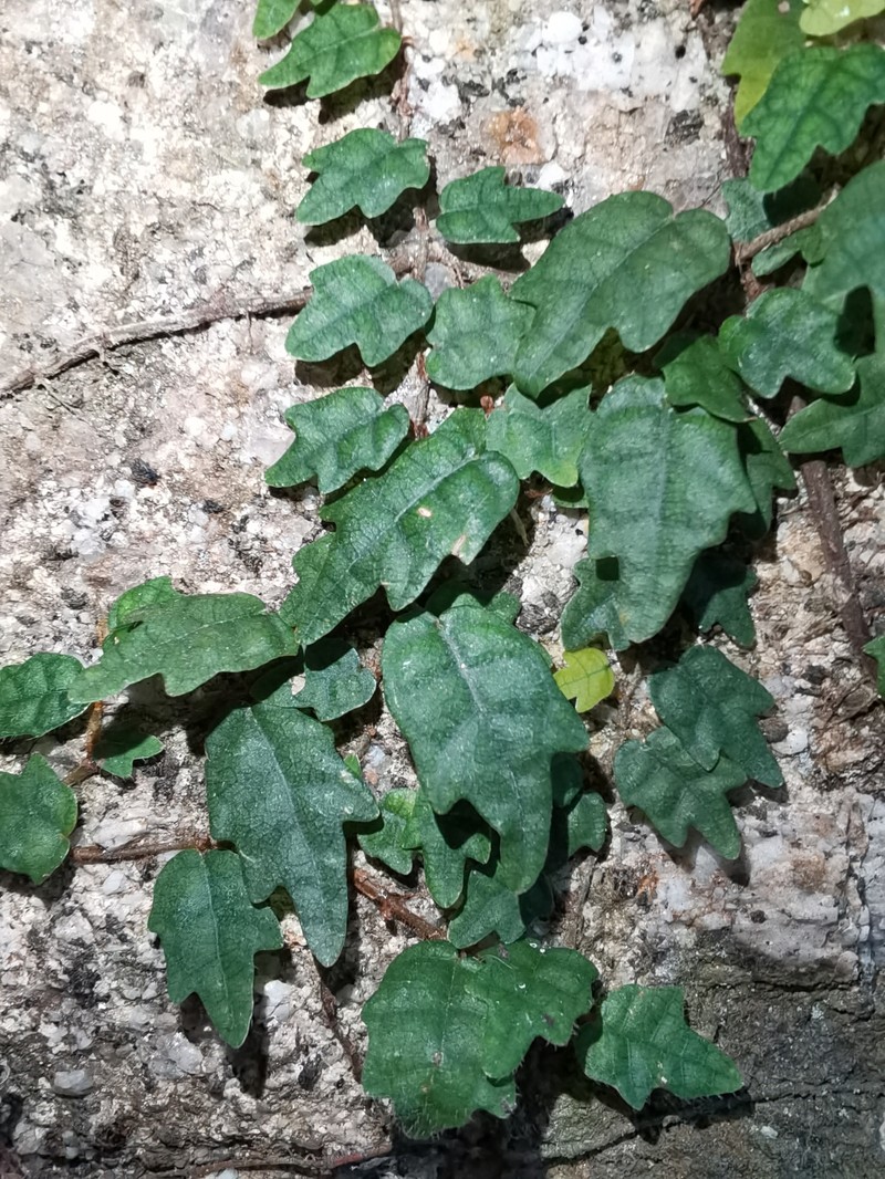 Ficus sarmentosa var. thunbergii photo 3
