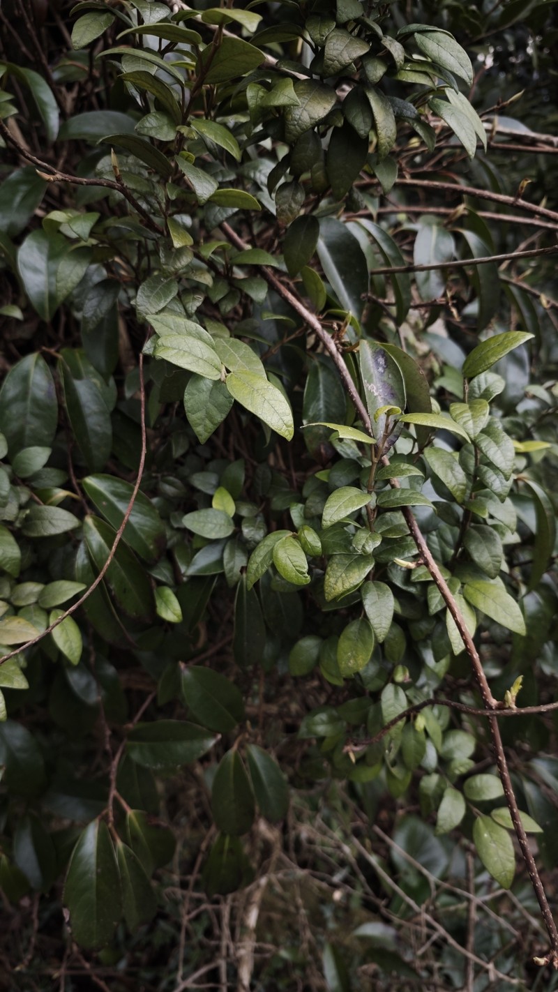 Ficus sarmentosa var. thunbergii photo 4