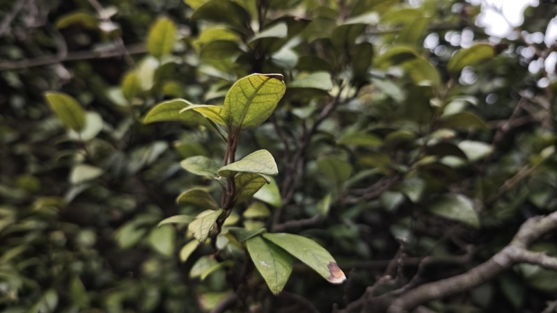 Ficus sarmentosa var. thunbergii photo 5