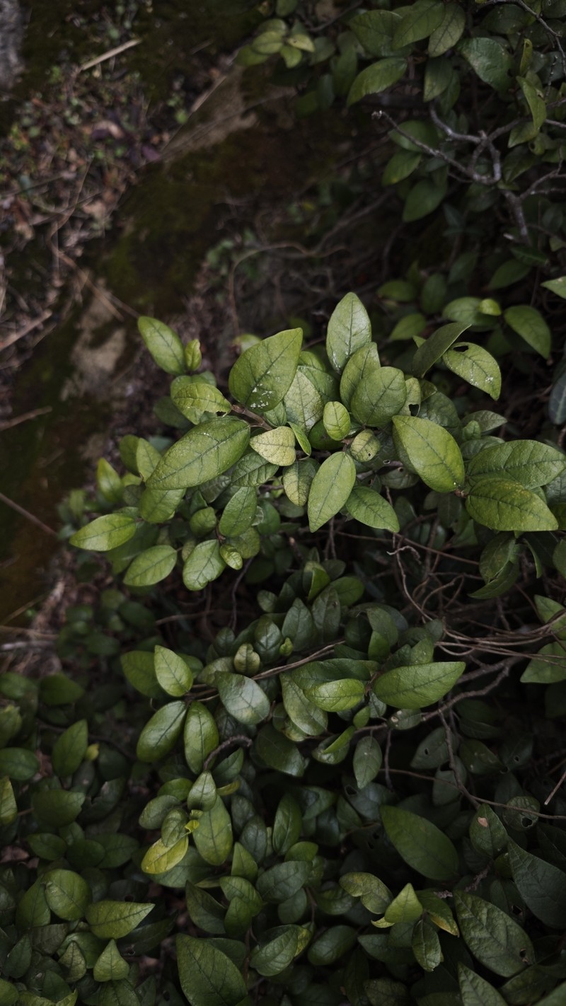 Ficus sarmentosa var. thunbergii photo 6