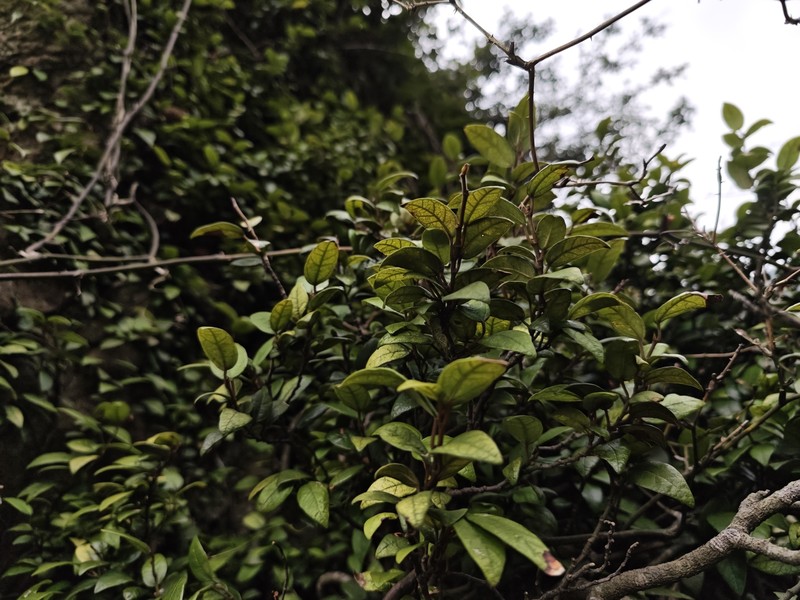 Ficus sarmentosa var. thunbergii photo 7