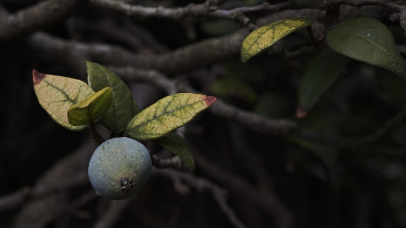 Ficus sarmentosa var. thunbergii photo 8