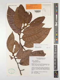 Ficus saruensis