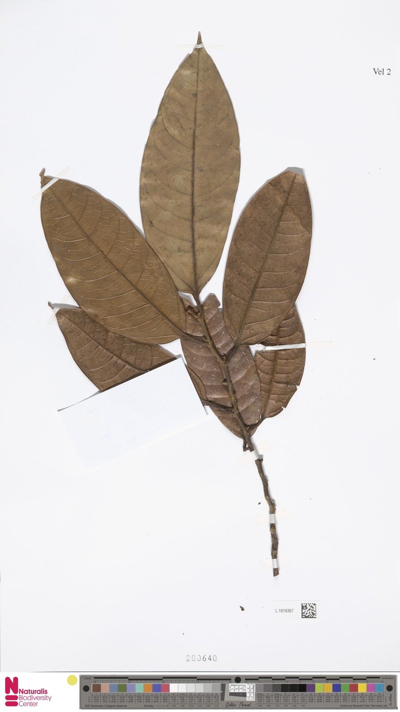 Ficus saruensis photo 2