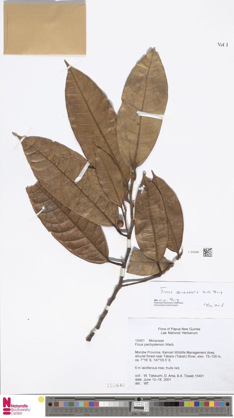 Ficus saruensis photo 3