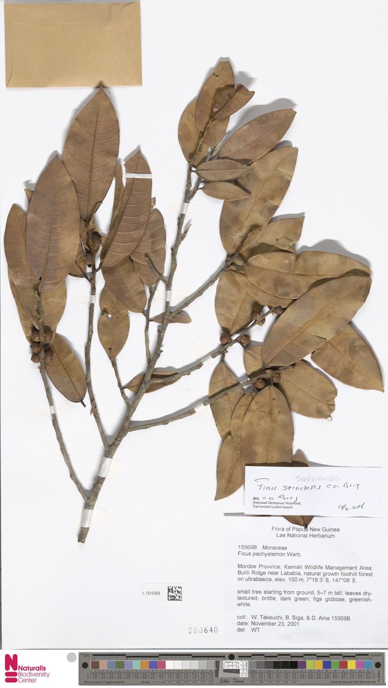 Ficus saruensis photo 4