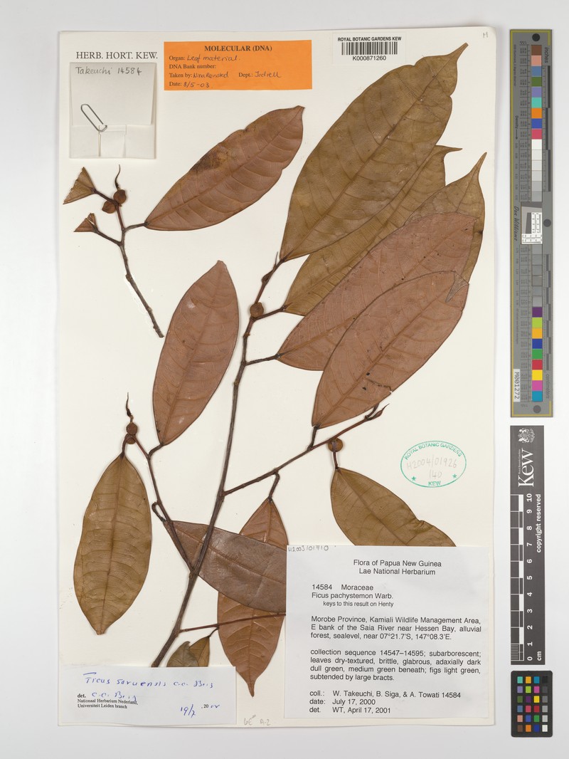 Ficus saruensis photo 5