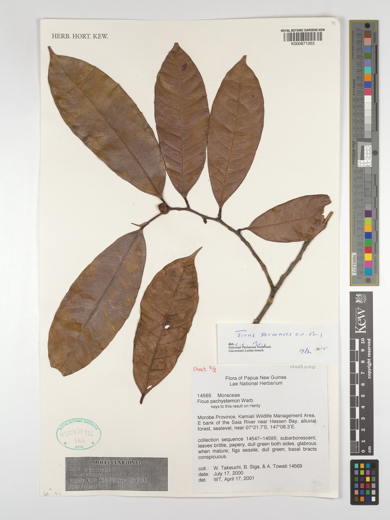 Ficus saruensis photo 6