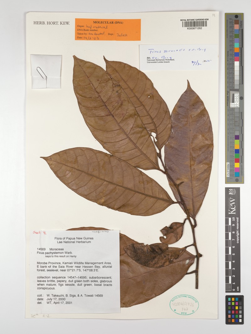 Ficus saruensis photo 7