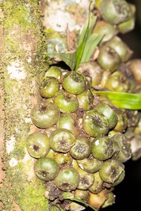Ficus satterthwaitei
