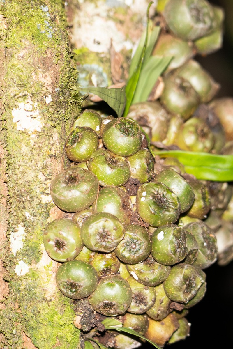 Ficus satterthwaitei