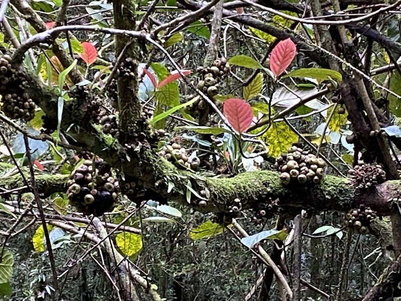 Ficus satterthwaitei photo 2