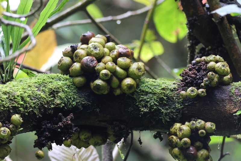 Ficus satterthwaitei photo 4