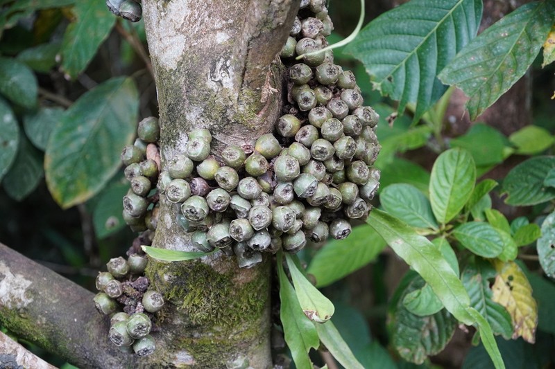 Ficus satterthwaitei photo 5