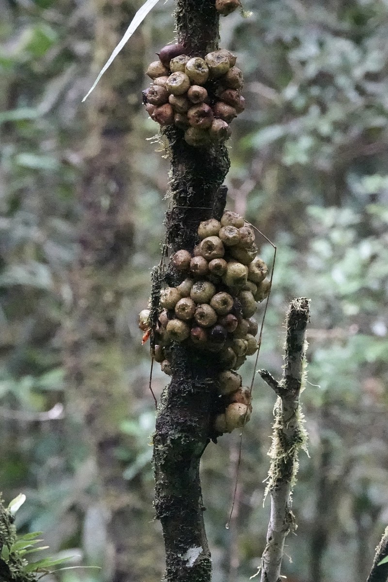 Ficus satterthwaitei photo 6