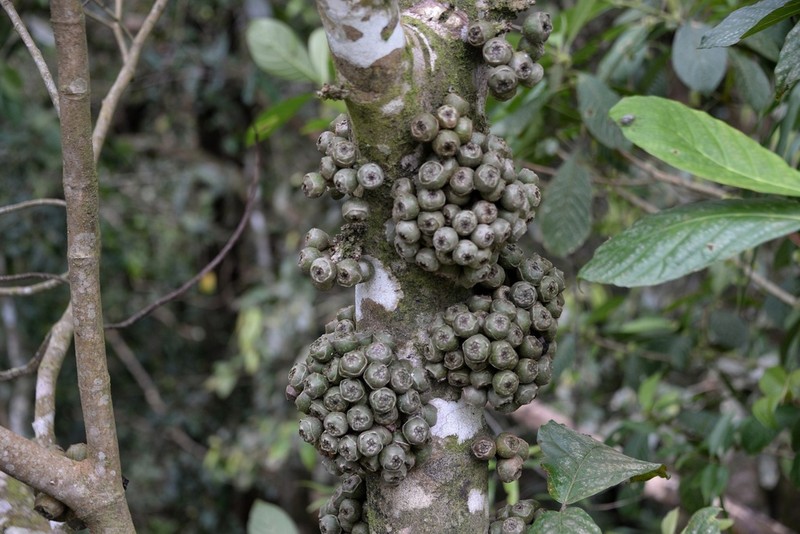 Ficus satterthwaitei photo 7