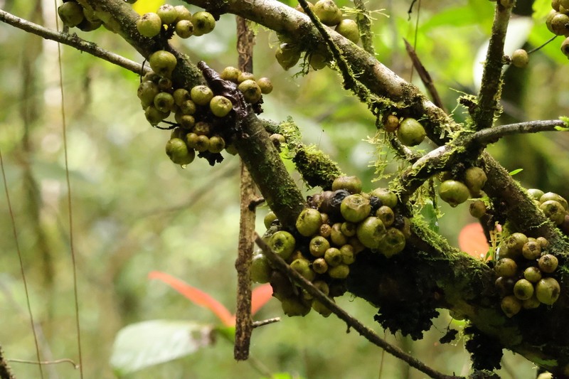 Ficus satterthwaitei photo 8
