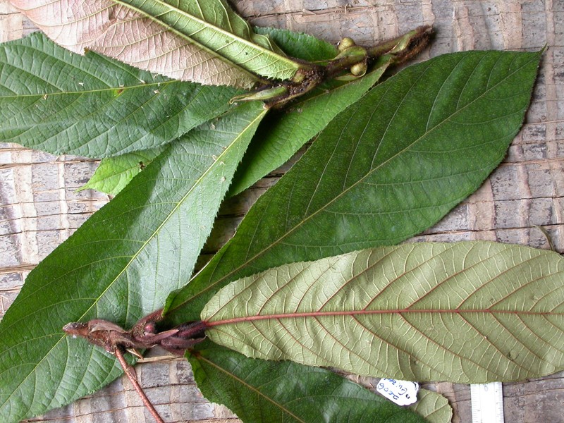 Ficus saurauioides