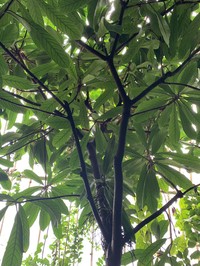 Ficus saussureana