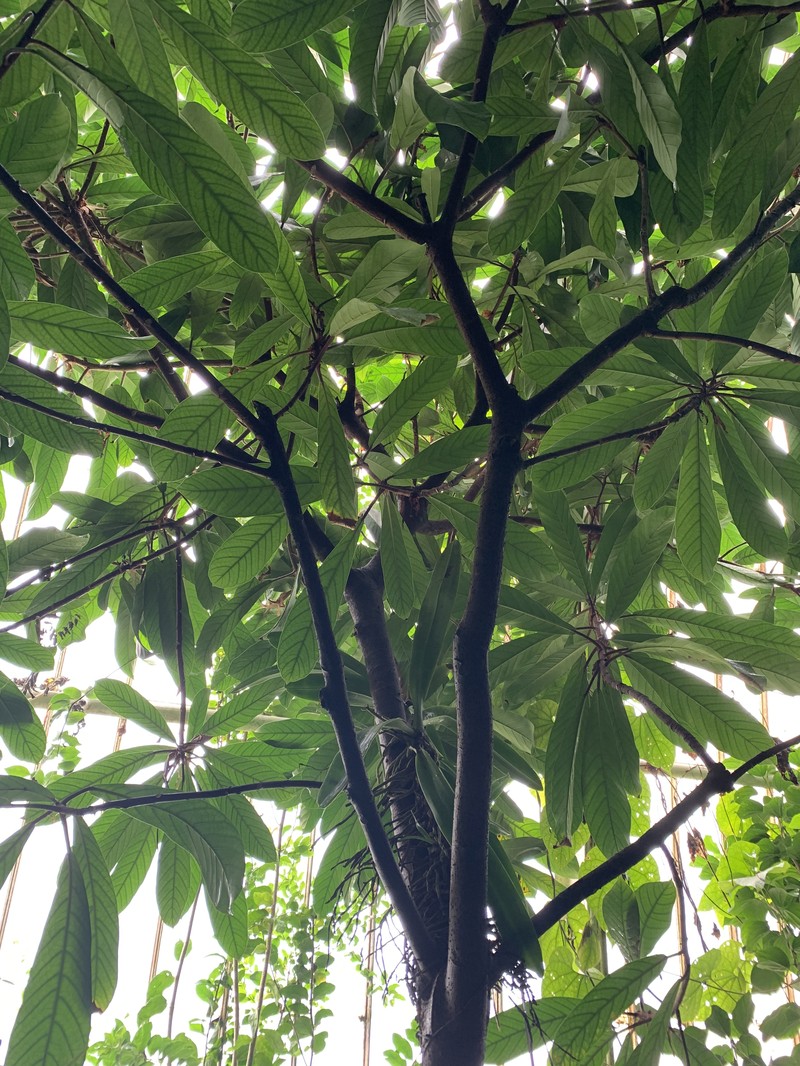 Ficus saussureana
