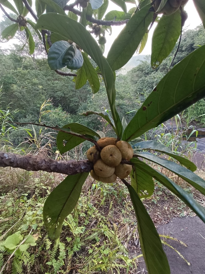 Ficus saussureana photo 2